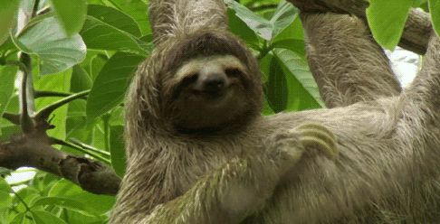 Sloth